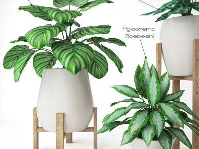 Plant Set 2 three potted plants 3D model