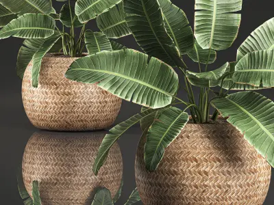 Strelitzia in a basket for the interior 635 3D model