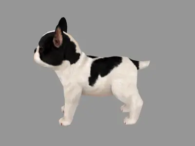 Cartoon pet puppy - French Bull Dog - baby dog  Low-poly 3D model