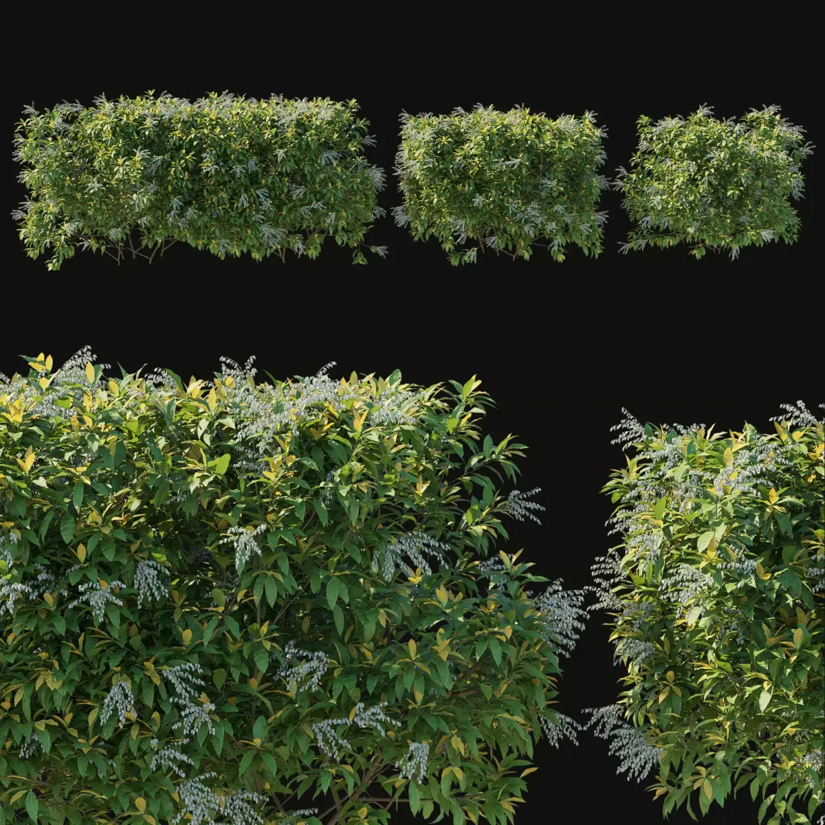 Pieris Floribunda bush 04 3D model