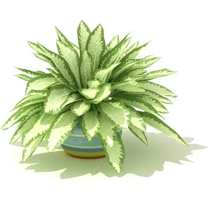 Green And White Leafed Pot Plant 3D model