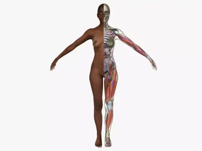 Ultimate Complete African American Anatomy 3D model