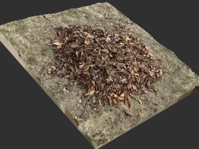 Leaves on the ground 3d scan 3D model