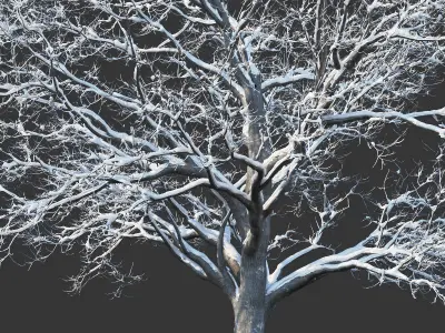 Common oak winter Nr5 H16-19m Three tree set 3D model