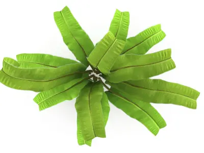 Asplenium scolopendrium 3D model