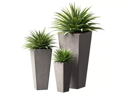 Decorative Outdoor Porch or Terrace Plant  Front Entrance Tree 3D model