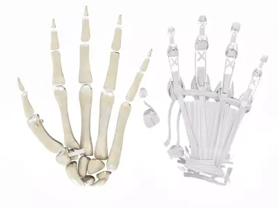 Hand Bones with Ligaments Low-poly 3D model