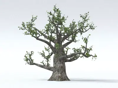 laos Old Oak 3D model