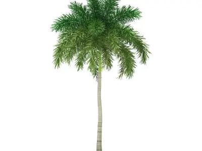 Foxtail Palm Tree 3D Model 10m 3D model