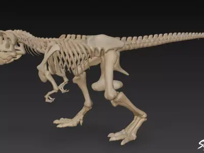 Tyrannosaurus Rex fossil Low-poly 3D model