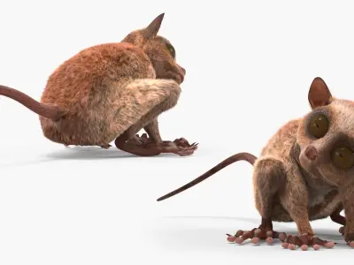  Tarsier Monkey in Tilted Head Pose Fur for Maya 