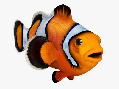  Coral Fish Rigged for Cinema 4D Collection 