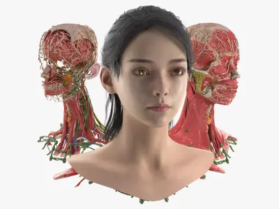  Head Skin and Anatomy Asian Female 