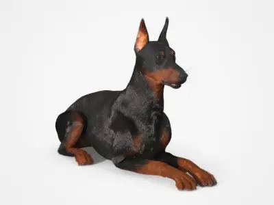  Doberman Pinscher Lying Down Fur for Cinema 4D 