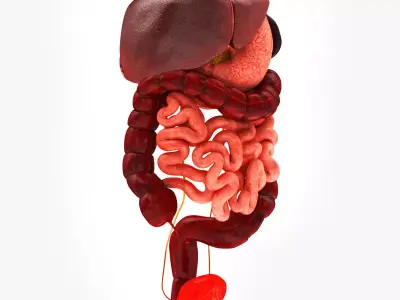 Digestive Organs with Anatomic Cut Low-poly 3D model