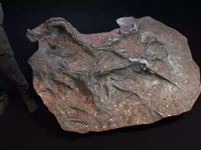 Beech forest ground - 3 of 6 - scan PBR Game ready Free low-poly 3D model