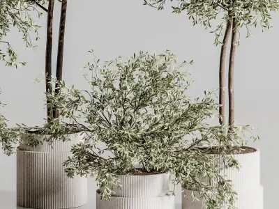 Indoor Plant Set 88 3D model