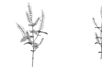 Realistic Flowering Herb Sprig Low-poly 3D model