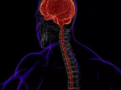 x-Ray Brain 3D model