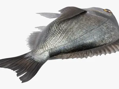  Dorada Fish 