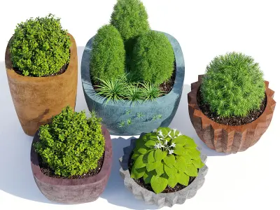 Mex Bold  and Larkspur 3D model