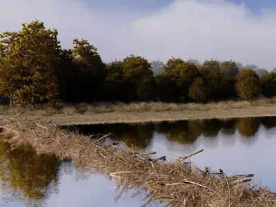 blender FBX Forest realistic scene 3D model