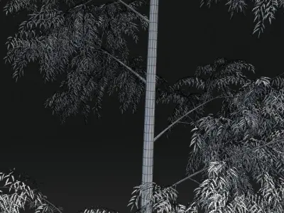 Bamboo Trees for scatter 3D model
