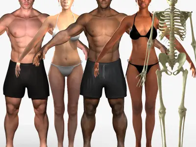 Full Human Body With Skeleton Collection Rigged 3D model