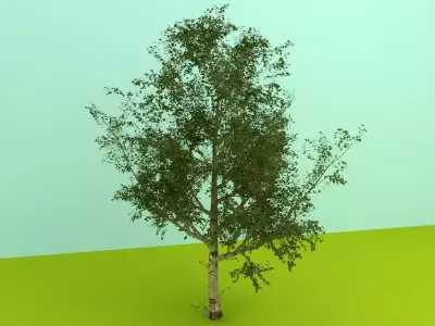 plant birch tree Free 3D model