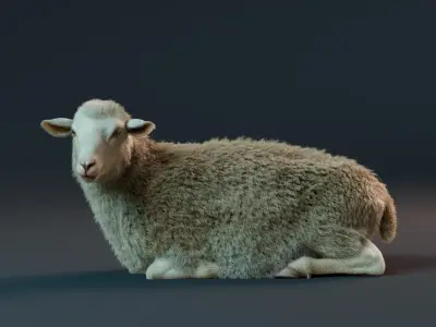  Sheep Rigged Animated with Fur1 