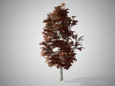 Red Maple Fall Tree Low-poly 3D model