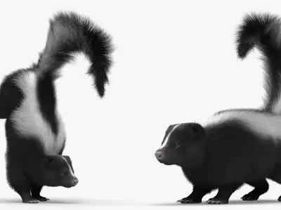  American Striped Skunk Defensive Fur Animated Rigged For Blender 