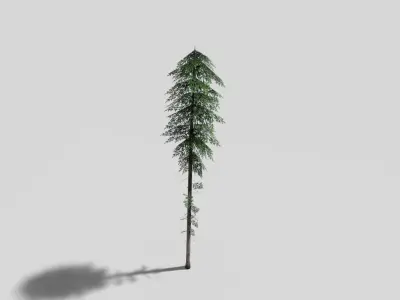 tall pine tree Low-poly 3D model