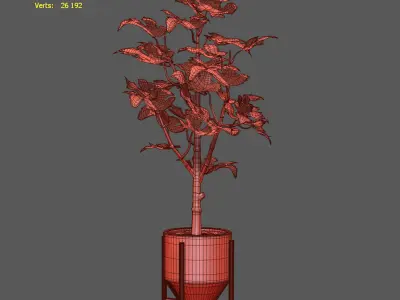 Fig Plant 3D model