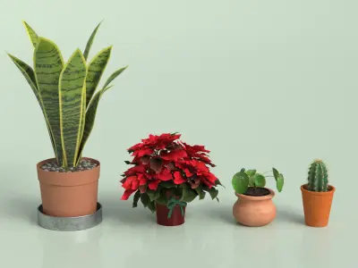  House Plants Bundle 