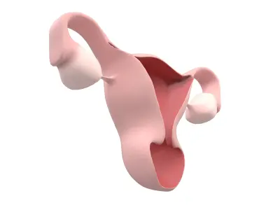 Uterus Icon v1 001 Low-poly 3D model