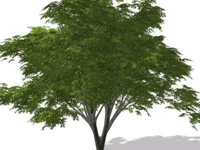 Tree - 00003 Low-poly 3D model