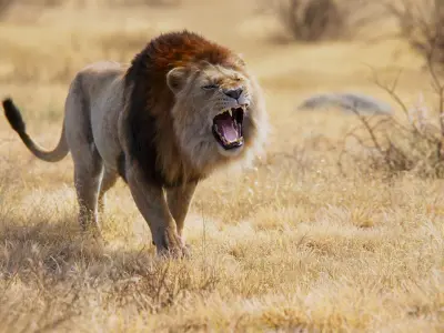  Male Lion Animated 