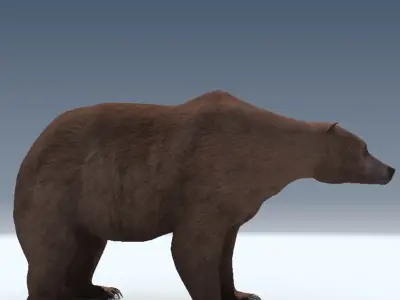 Grizzly Bear 3D model