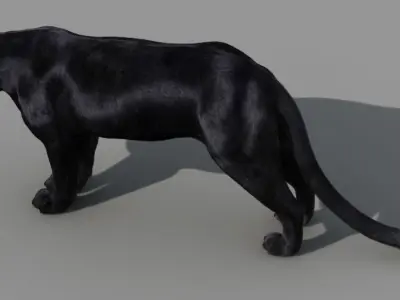 Panther-animations panther 3D model