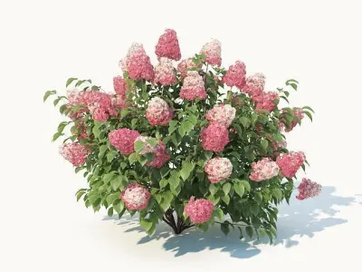 Hydrangea Paniculata Nr2 - Red Diamond- 4 Sizes 3D model