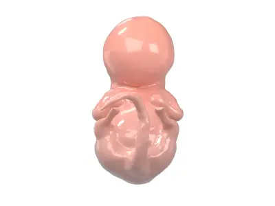 Human embryo V1 002 Low-poly 3D model
