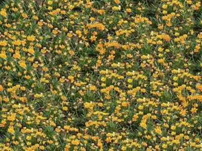 Photorealistic Golden Yellow Flower Field Seamless PBR Texture Texture