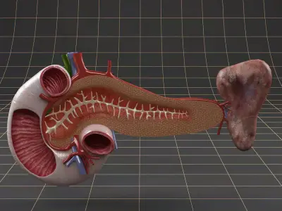 Anatomy   duodenum pancreas spleen Cross section 3D model