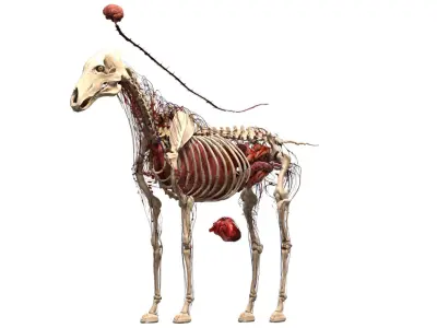  Horse Anatomy 