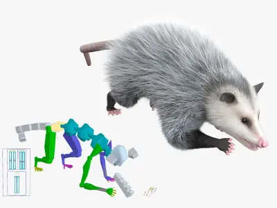  Opossum Eating Fur Animated Rigged 