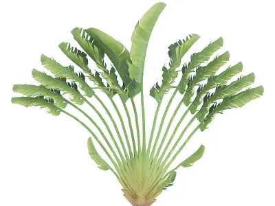 Crane Flower Plant 3D model