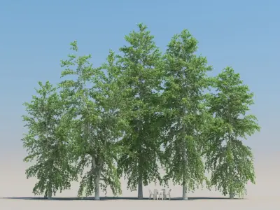  100 Summer Broadleaf Trees 