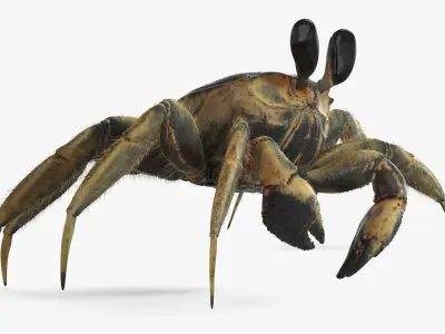  Atlantic Beach Crab Black Fur Rigged for Maya 