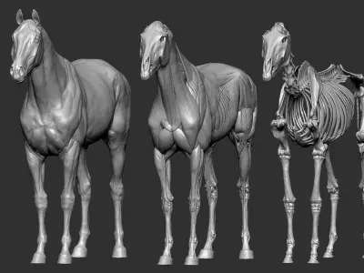  Horse Textured VFX MUSCLE SIMULATION 